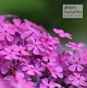 Phlox Daniels Cushion - image 2