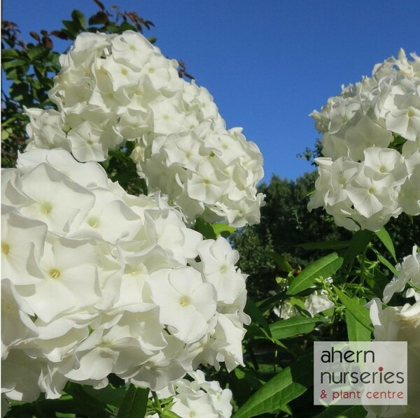 Phlox David - image 1