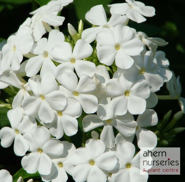 Phlox David - image 2