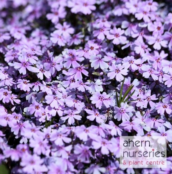 Phlox Emerald Cushion - image 2