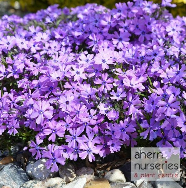 Phlox Emerald Cushion - image 1