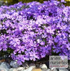 Phlox Emerald Cushion - image 1