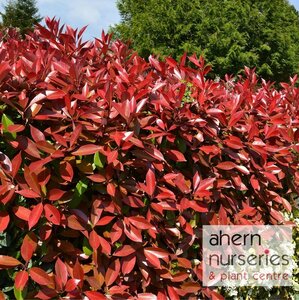 Photinia Red Robin
