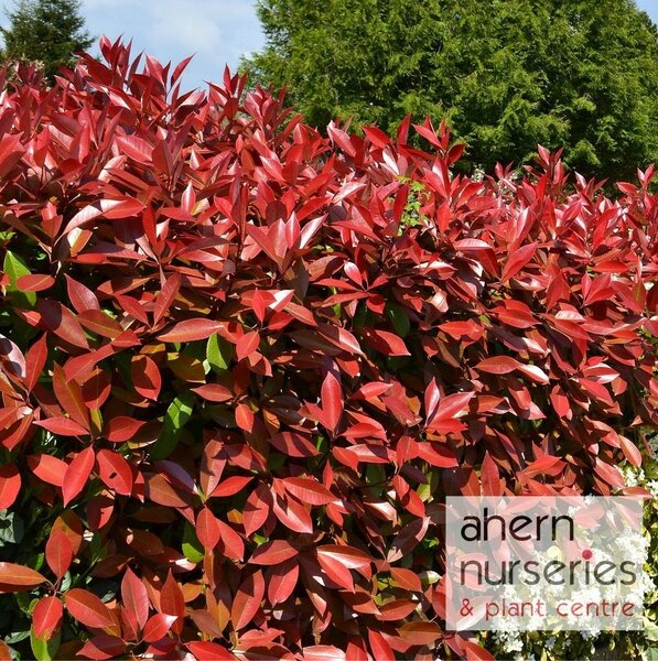 Photinia Red Robin