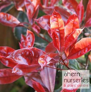 Photinia Red Robin