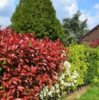 Potted Hedging