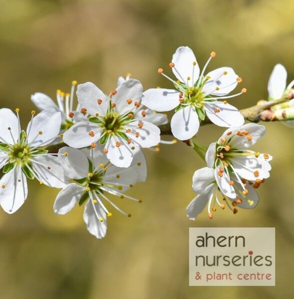 Prunus avium - Native Wild Cherry - 60cm-80cm - image 1