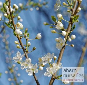 Prunus avium - Native Wild Cherry - 60cm-80cm - image 2