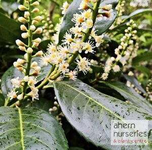 Prunus Herbergii