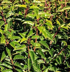 Prunus lusitanica 'Angustifolia' - 30cm-50cm