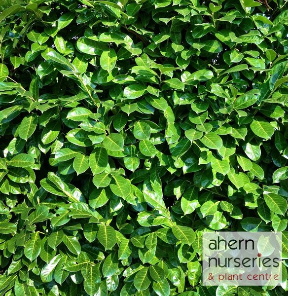 Prunus Rotundifolia - image 1