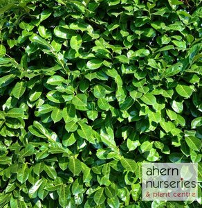 Prunus Rotundifolia - image 1