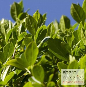Prunus Rotundifolia - image 3