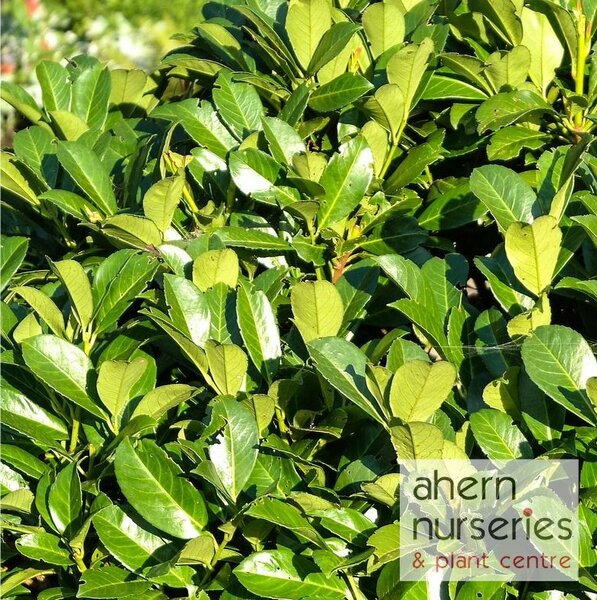 Prunus Rotundifolia - image 2