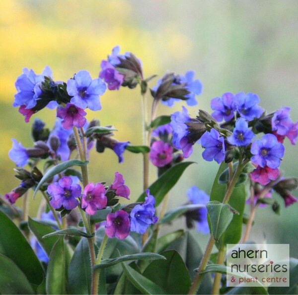 Pulmonaria Blue Ensign - image 1