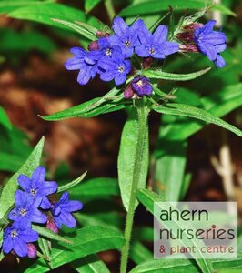 Pulmonaria Blue Ensign - image 2