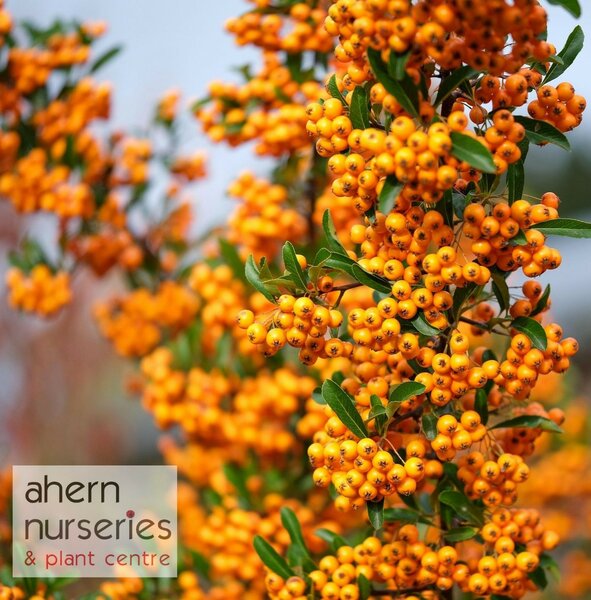 Pyracantha Firethorn - image 2