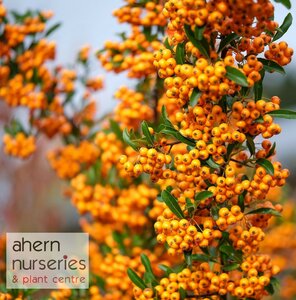 Pyracantha Firethorn - image 2