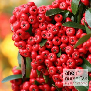 Pyracantha Firethorn - image 1