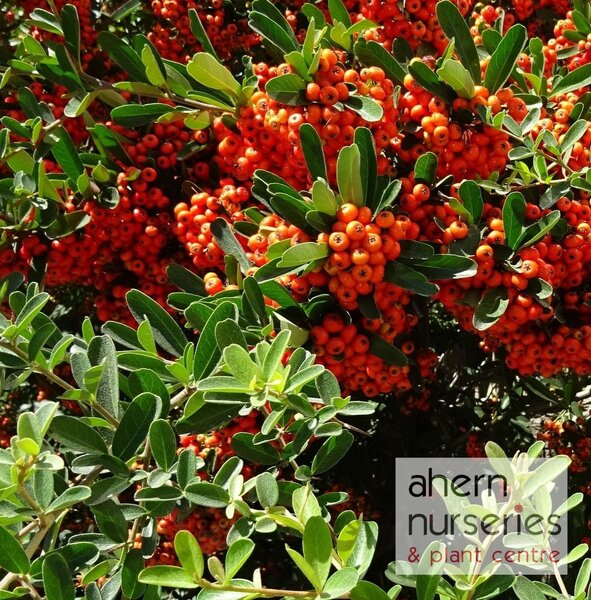 Pyracantha Firethorn - image 3