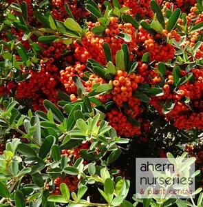 Pyracantha Firethorn - image 3