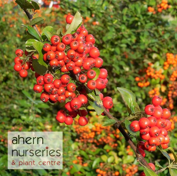 Pyracantha Firethorn - image 4