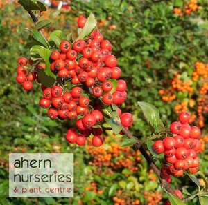 Pyracantha Firethorn - image 4