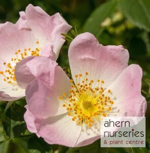 Rosa canina - Native Dog Rose - 40cm-60cm - image 1