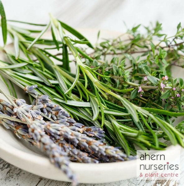 Rosemary - image 2