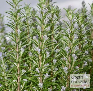 Rosemary