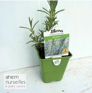 Rosemary - image 3