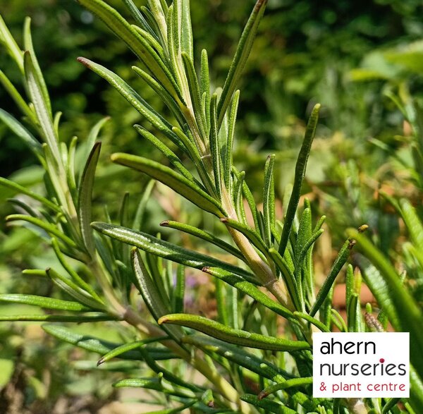 Rosmarinus officinalis - image 2