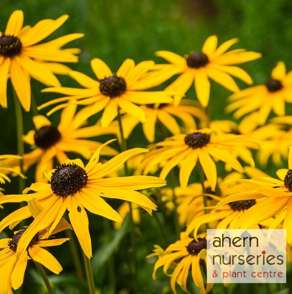 Rudbeckia Goldsturm - image 1