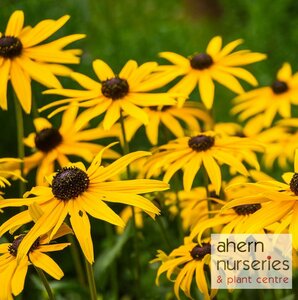 Rudbeckia Goldsturm - image 1