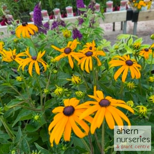 Rudbeckia Goldsturm - image 2