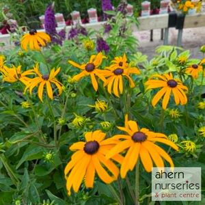 Rudbeckia Goldsturm - image 2