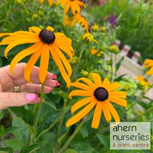 Rudbeckia Goldsturm - image 3