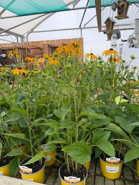 Rudbeckia Goldsturm - image 4