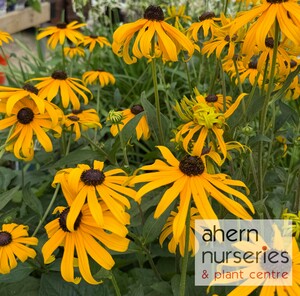 Rudbeckia Goldsturm - image 5