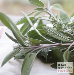 Sage Common - image 1