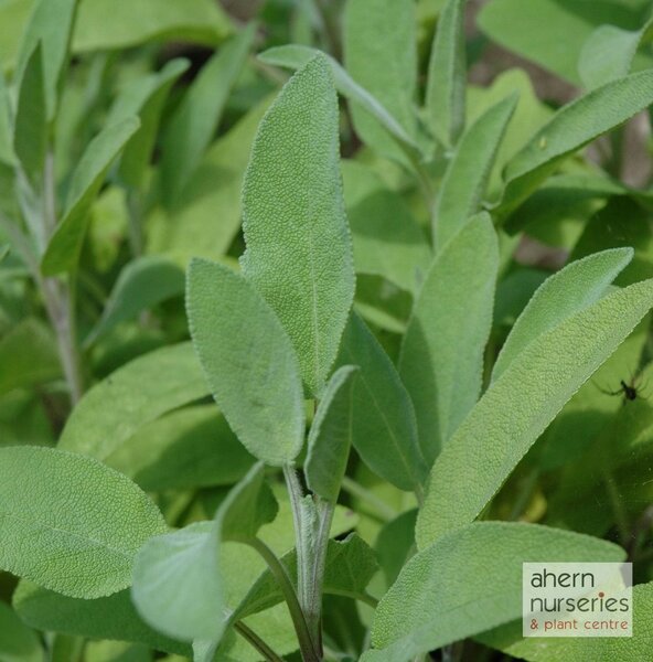 Sage Common - image 1