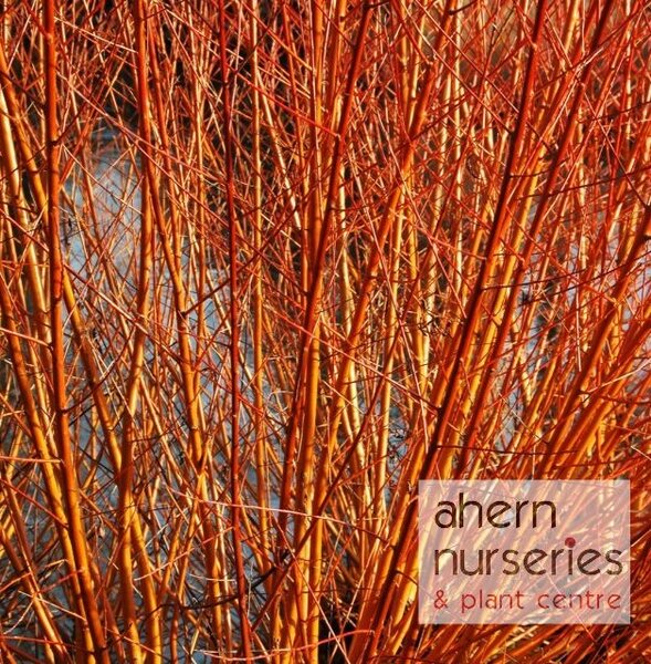 Salix alba 'Chermesina' - 80cm-120cm - image 2