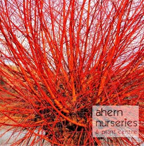 Salix alba 'Chermesina' - 80cm-120cm - image 1