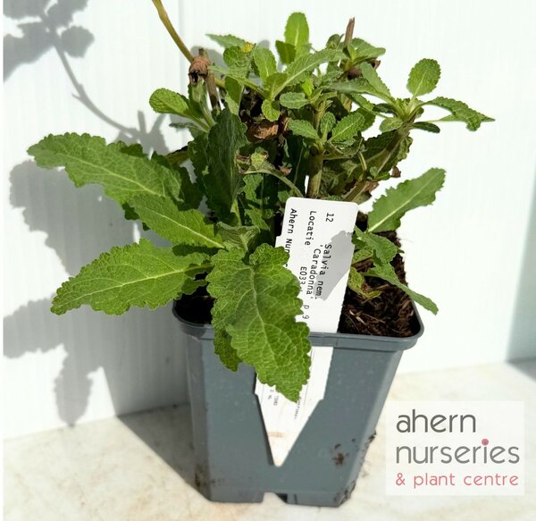 Salvia nemerosa Carradonna - image 3