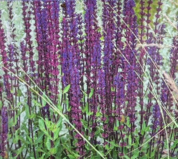 Salvia nemerosa Carradonna - image 2