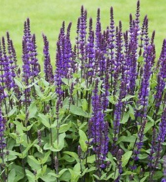 Salvia nemerosa Carradonna - image 1