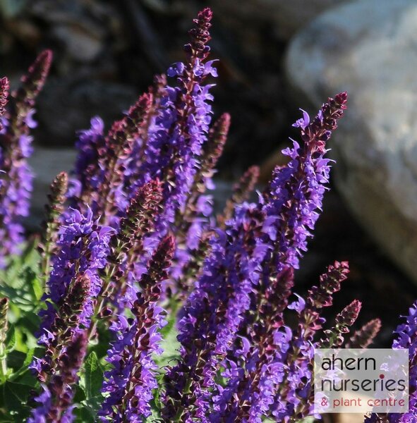 Salvia nemerosa Ostfriesland - image 1