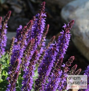 Salvia nemerosa Ostfriesland - image 1