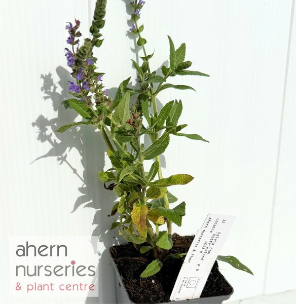 Salvia nemerosa Ostfriesland - image 2