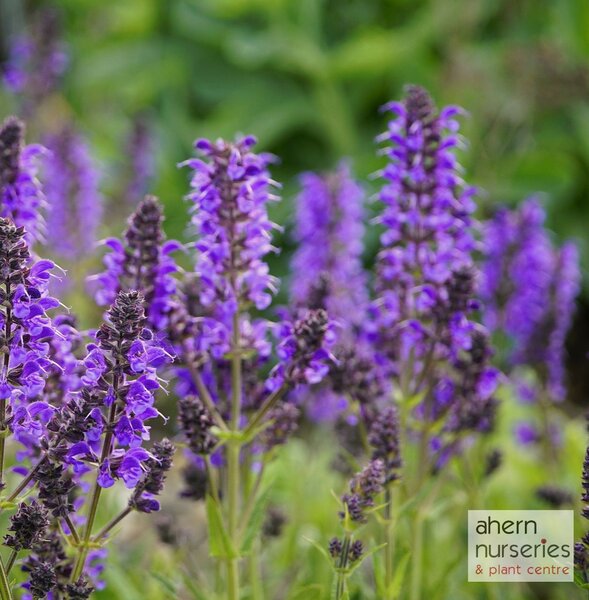 Salvia nemerosa Violet Queen - image 1